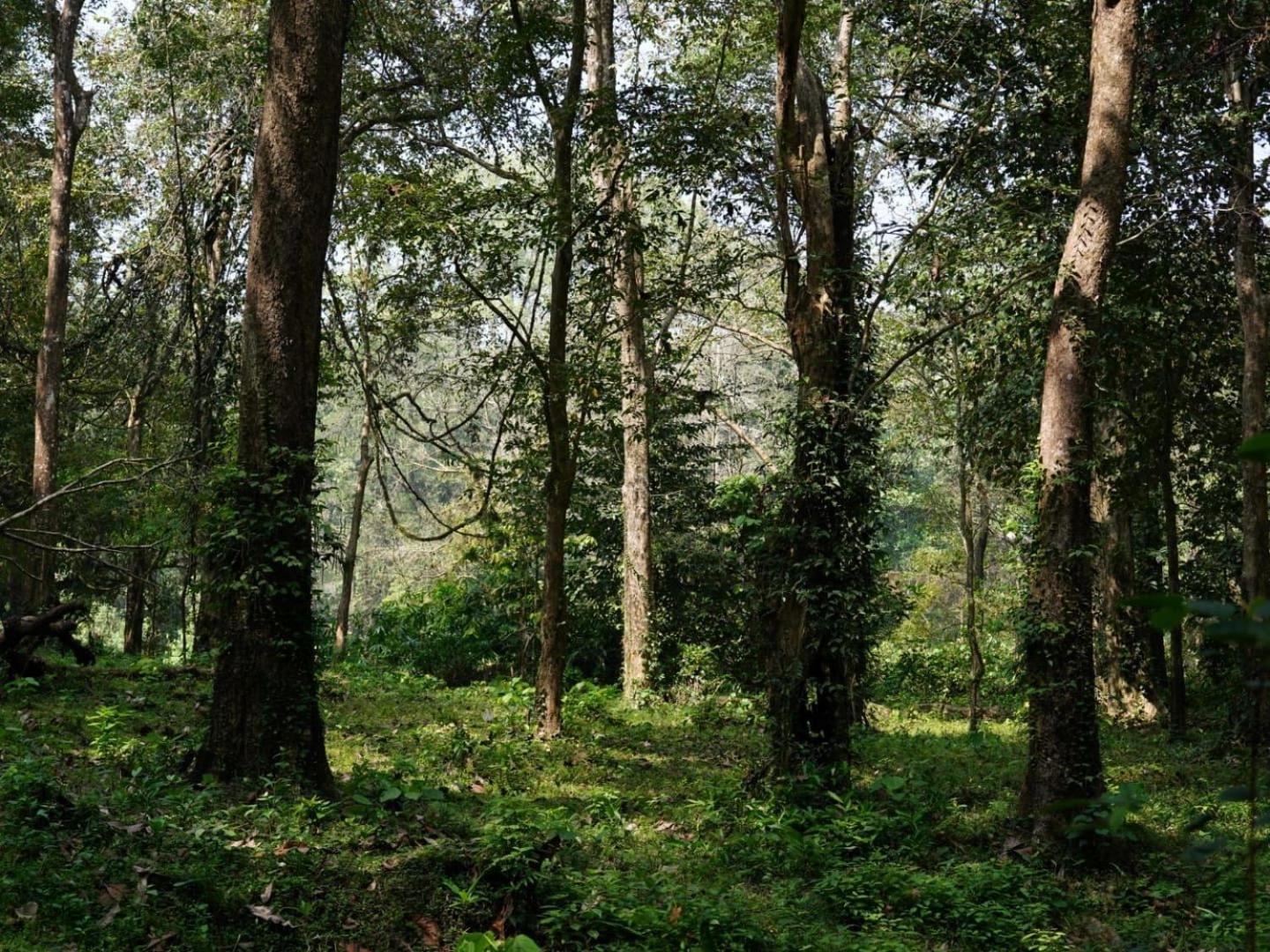 Sanjeevini Life Care Village - A Science Based Non - Invasive Holistic Wellness Destination Kochi Εξωτερικό φωτογραφία